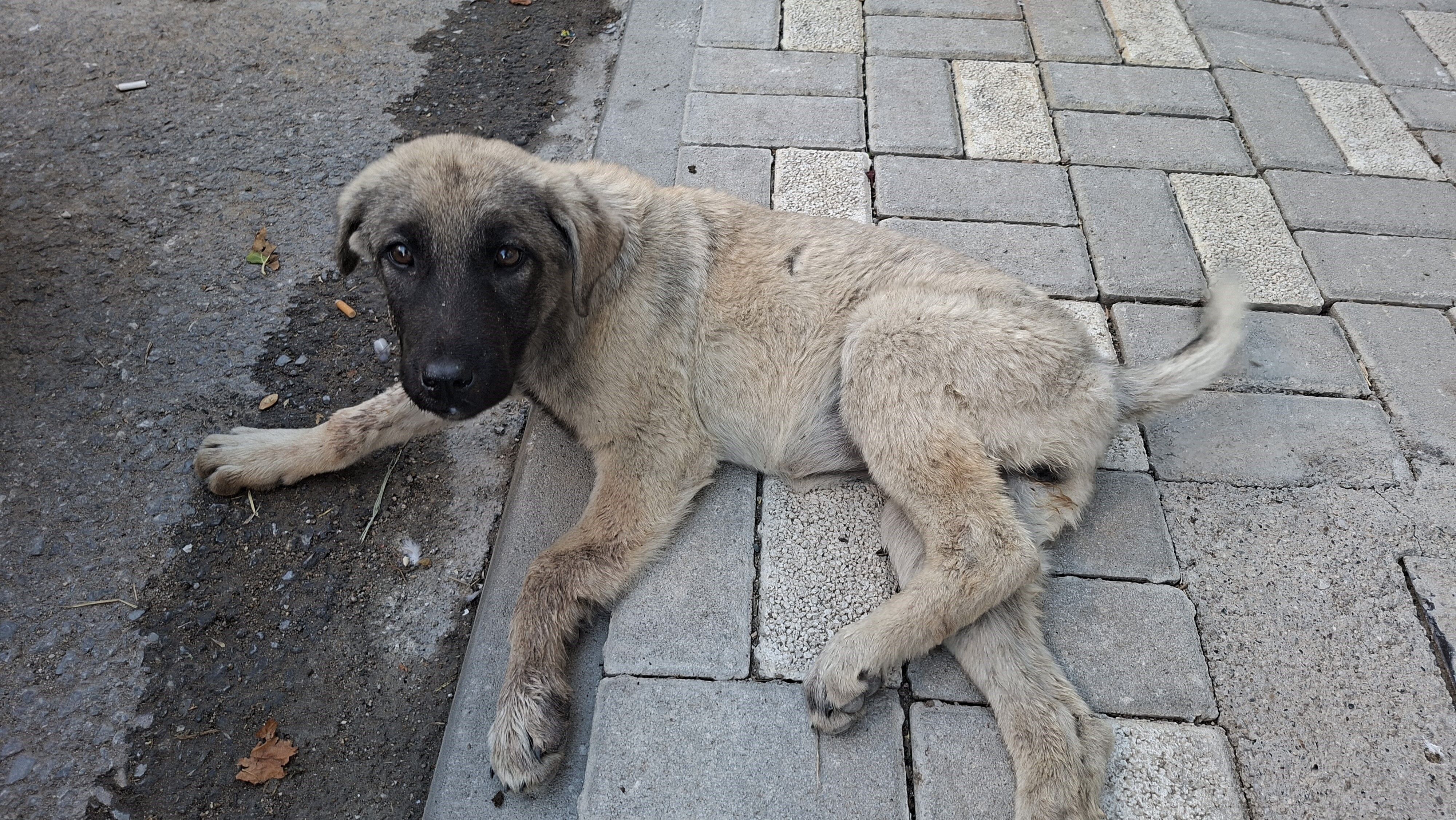 Denizli Haber Yaralı Köpek (1)