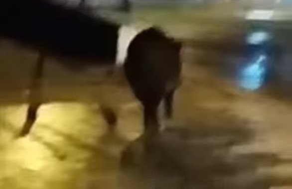 Ekran Görüntüsü 2025 10 08 101123