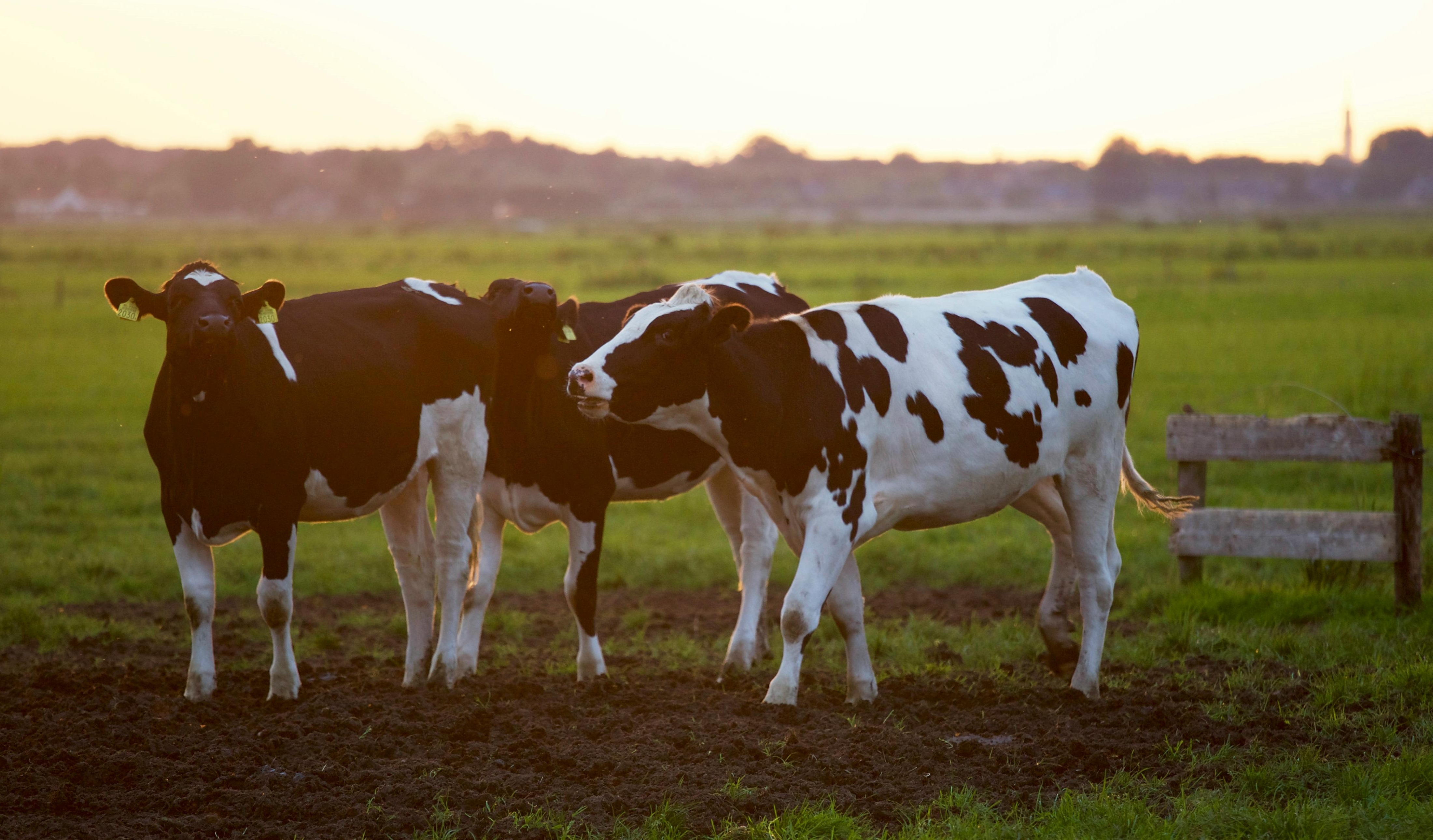 Pexels Matthiaszomer 422218