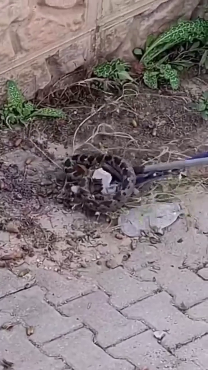 Vlcsnap 2025 10 26 12H25M41S675