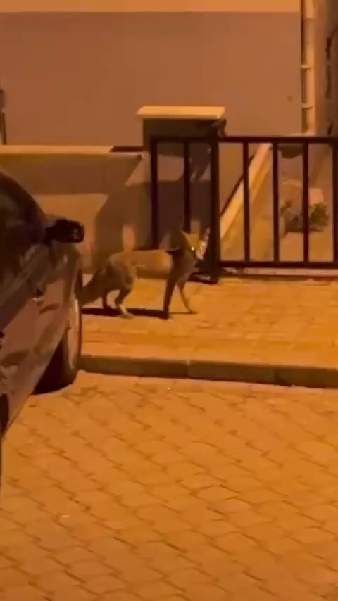 Vlcsnap 2025 10 29 13H46M10S365