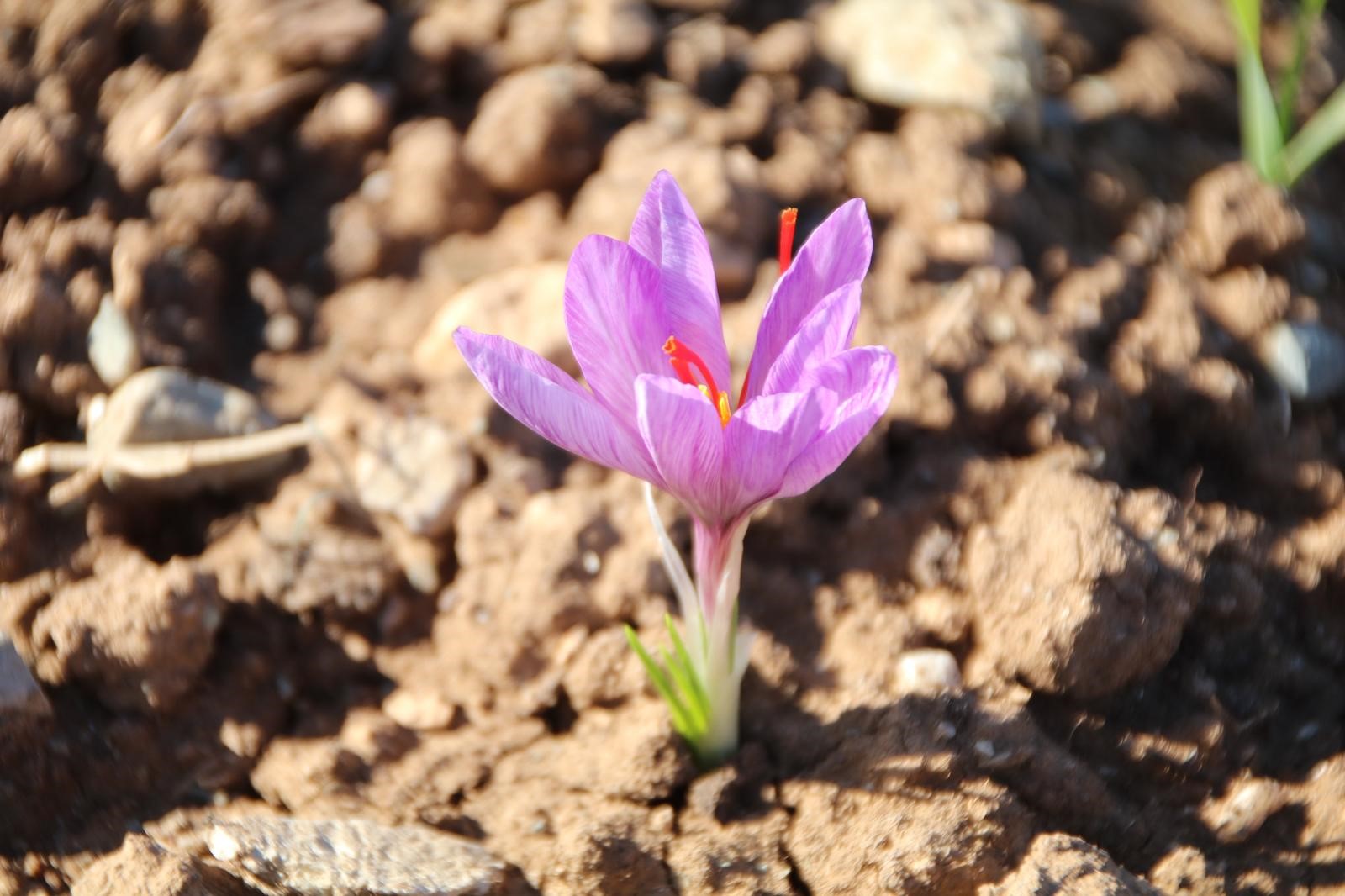 Denizli Ahber Honazsafran (1)