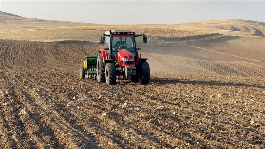 Denizli Habeerr Buğday