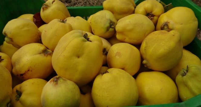 Denizli Haber Ayva Denizli Hasat (1)