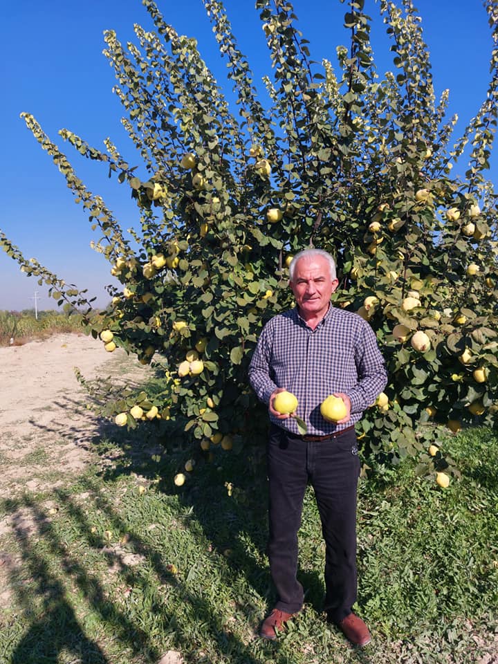 Denizli Haber Ayva Denizli Hasat (2)