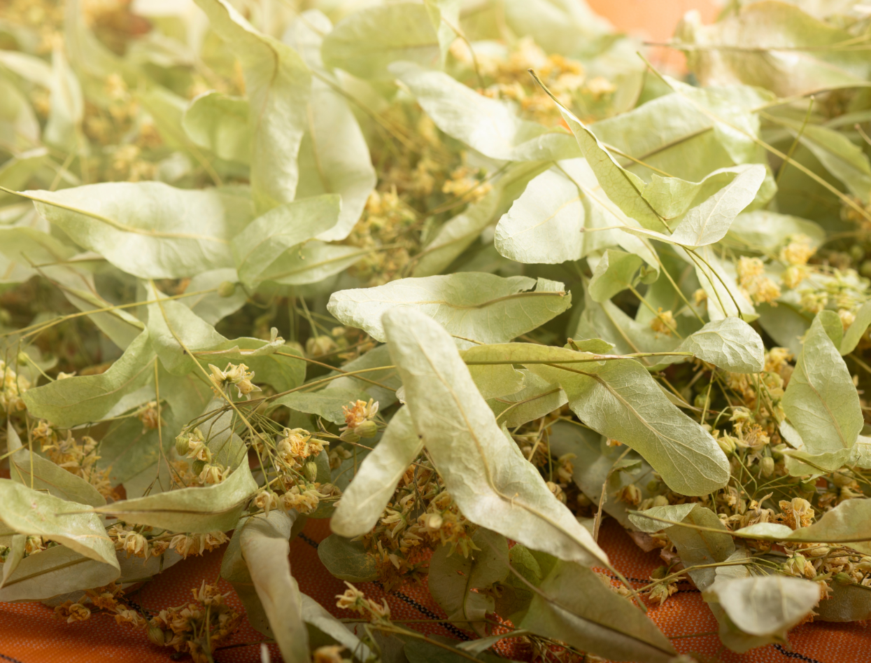 Denizli Haber Bitki Çayı-1