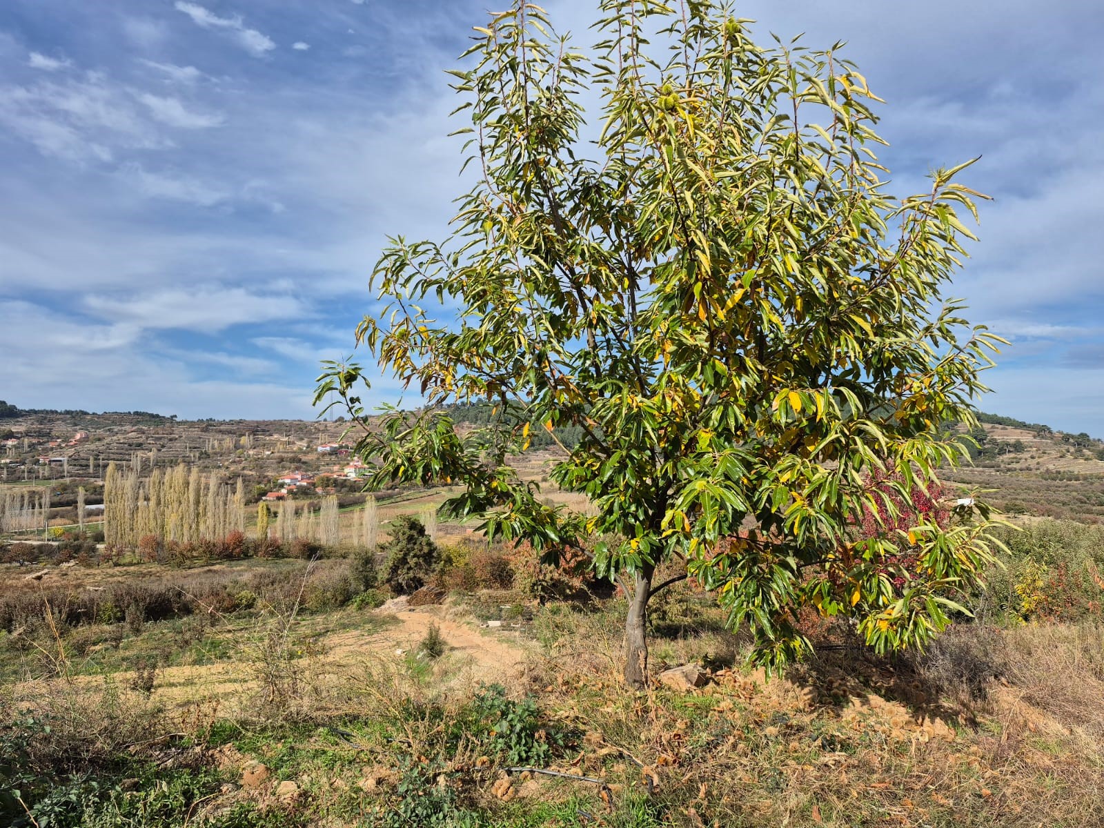 Denizli Haber Buldan2 (2)