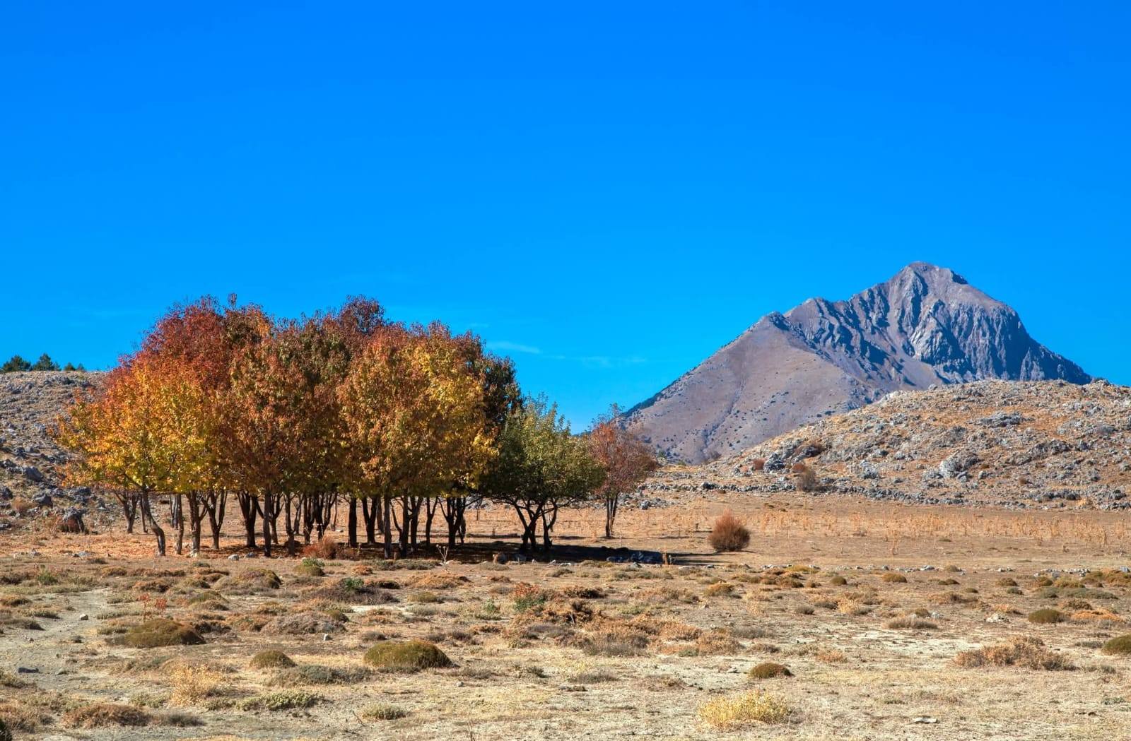 Denizli Haber Cameli2-9