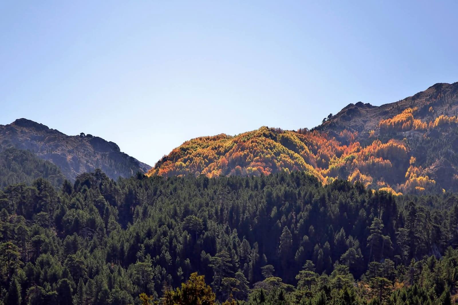 Denizli Haber Çameli3-6