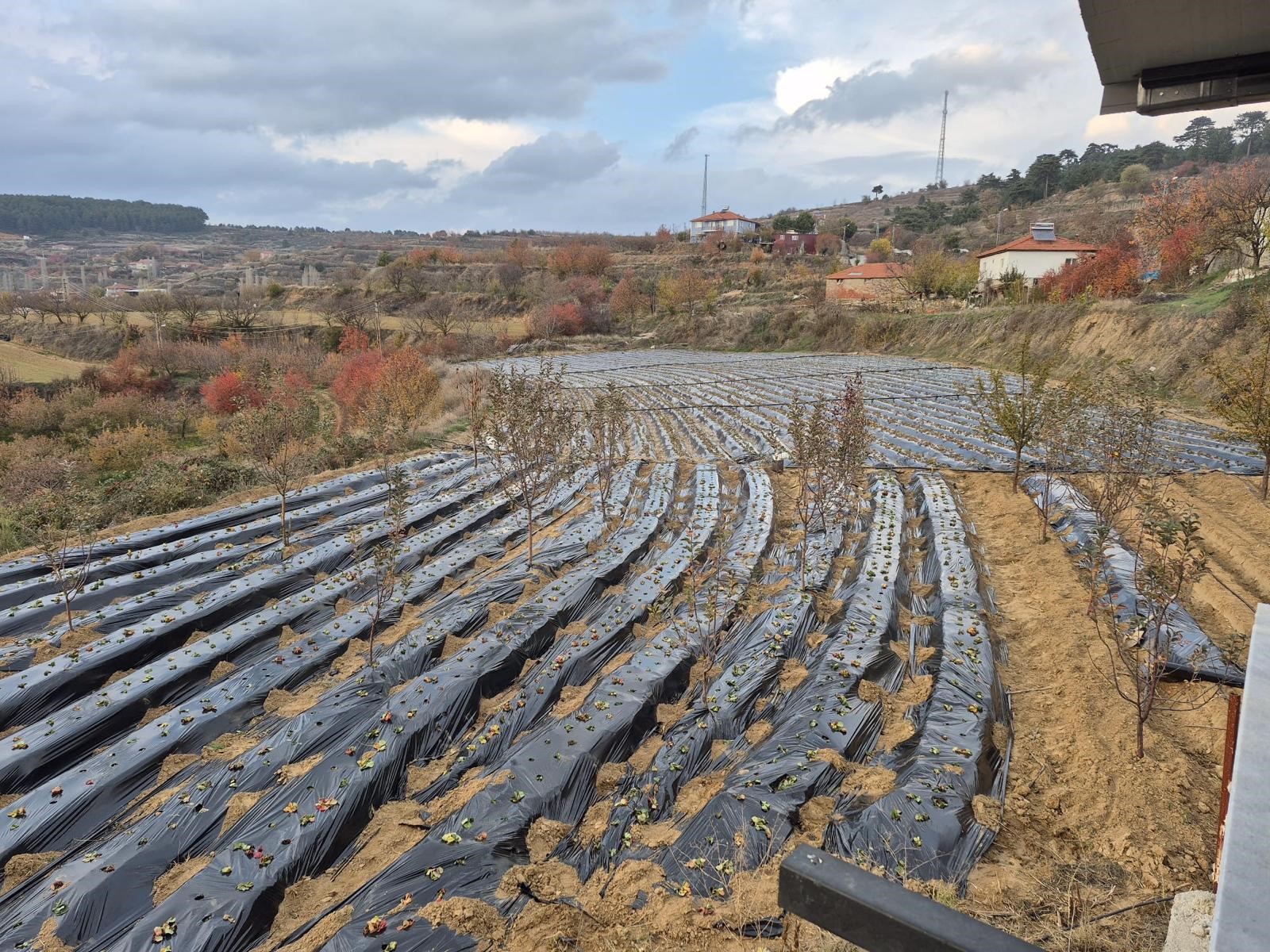 Denizli Haber Çileküretici (2)