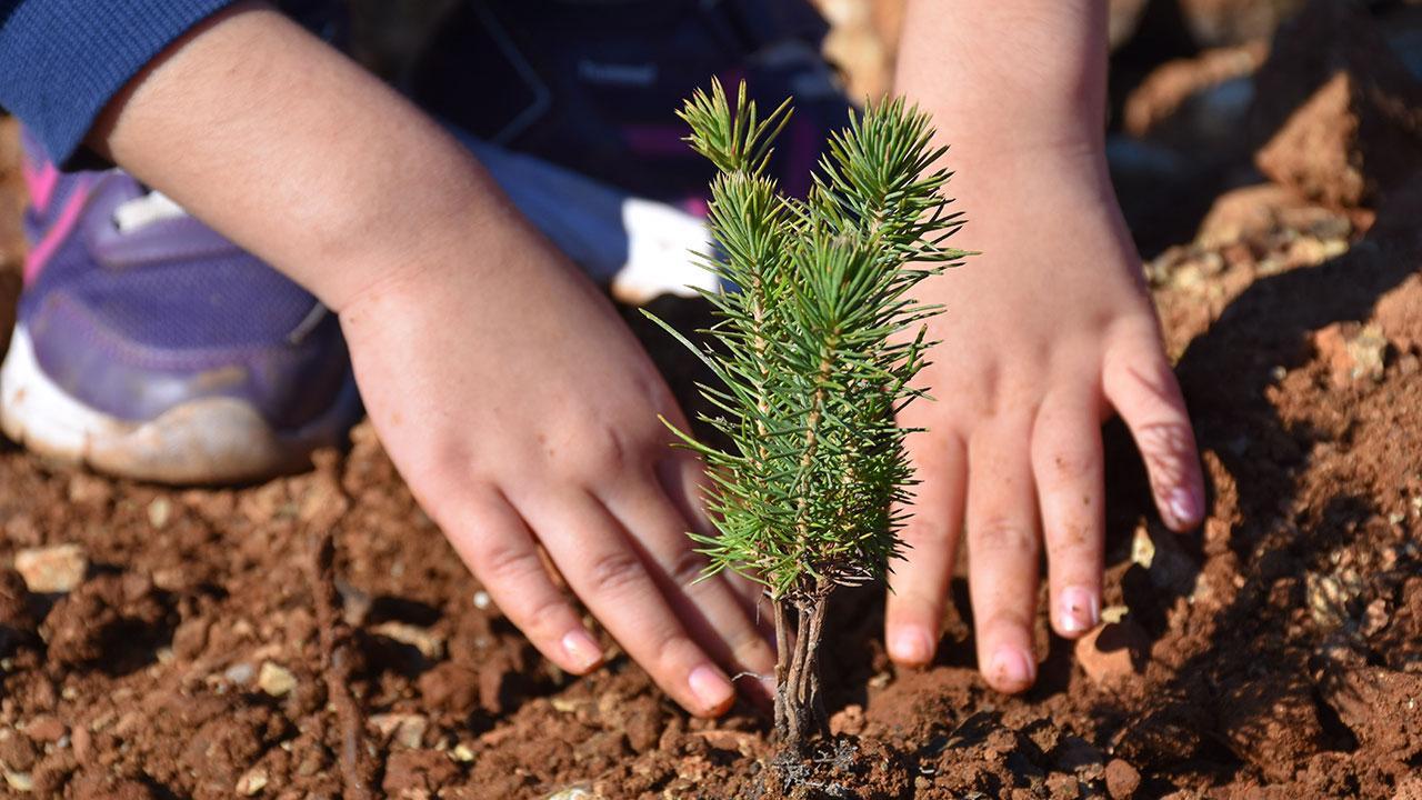 Denizli Haber Fidan-5