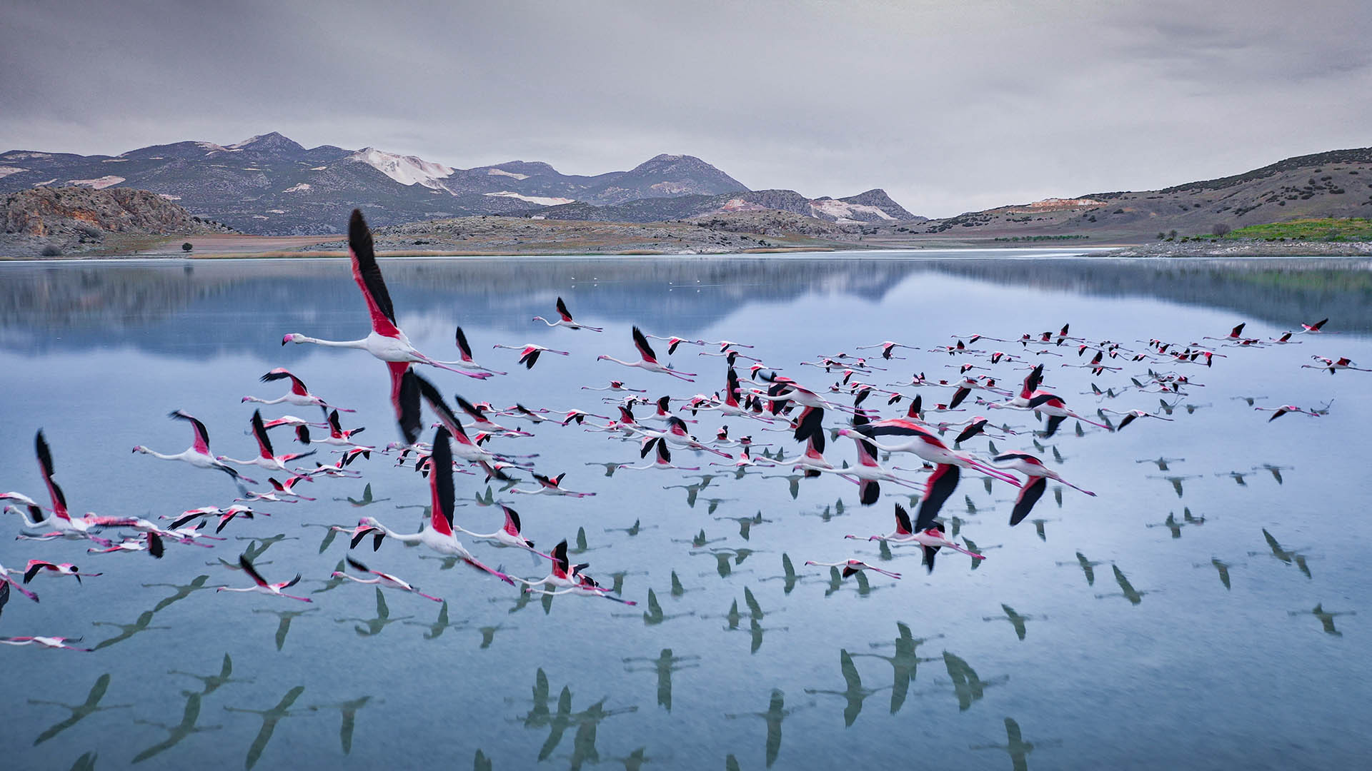 Denizli Haber Flamingo2