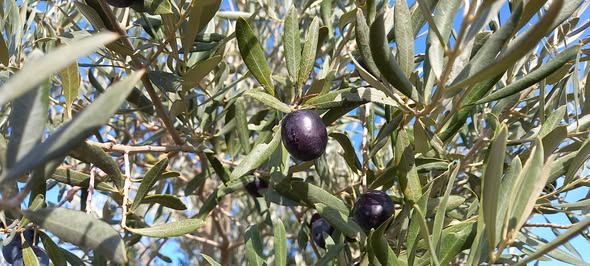 Denizli Haber Kale Zeytin (4)