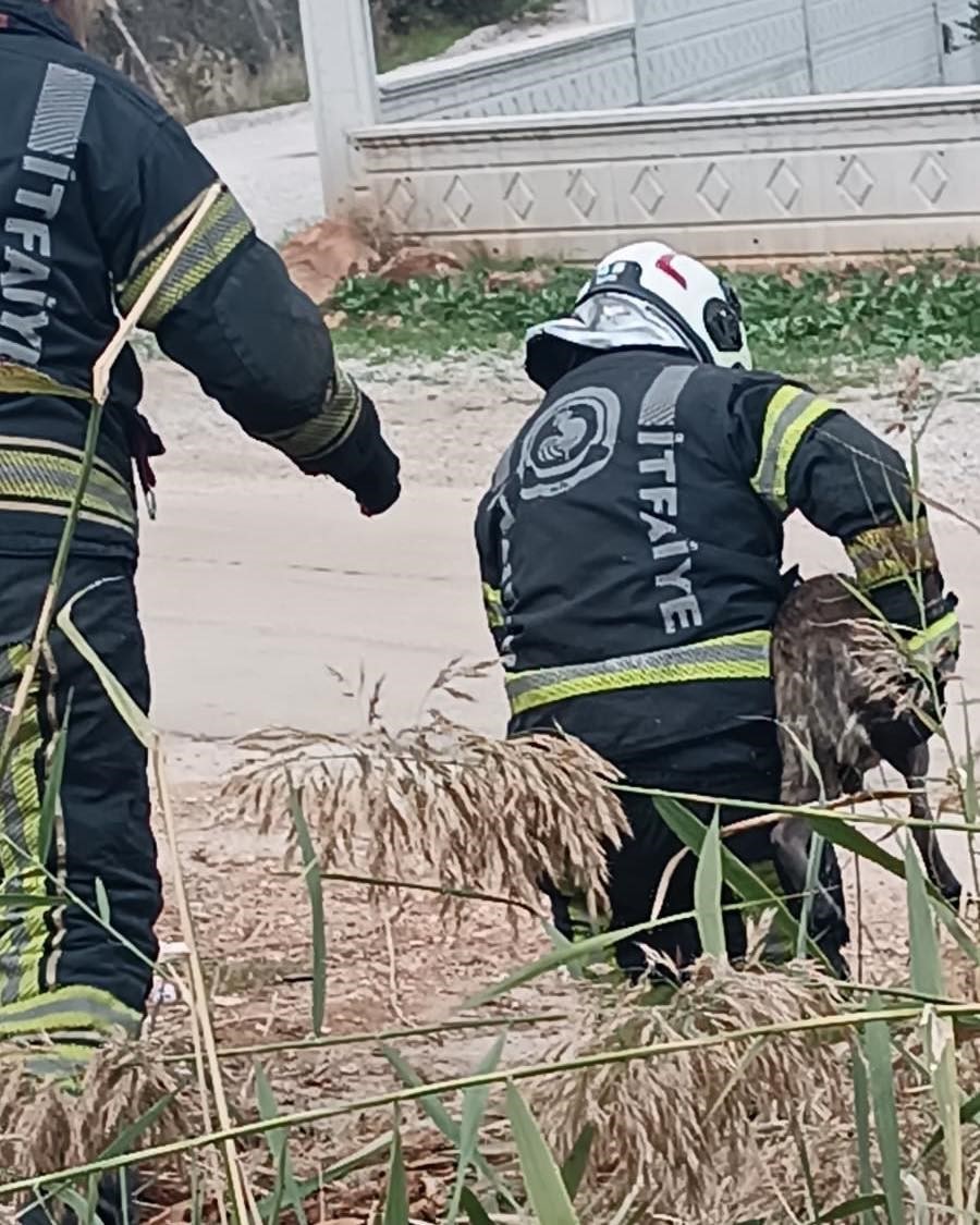 Denizli Haber Köpekkurtarıldı (4)