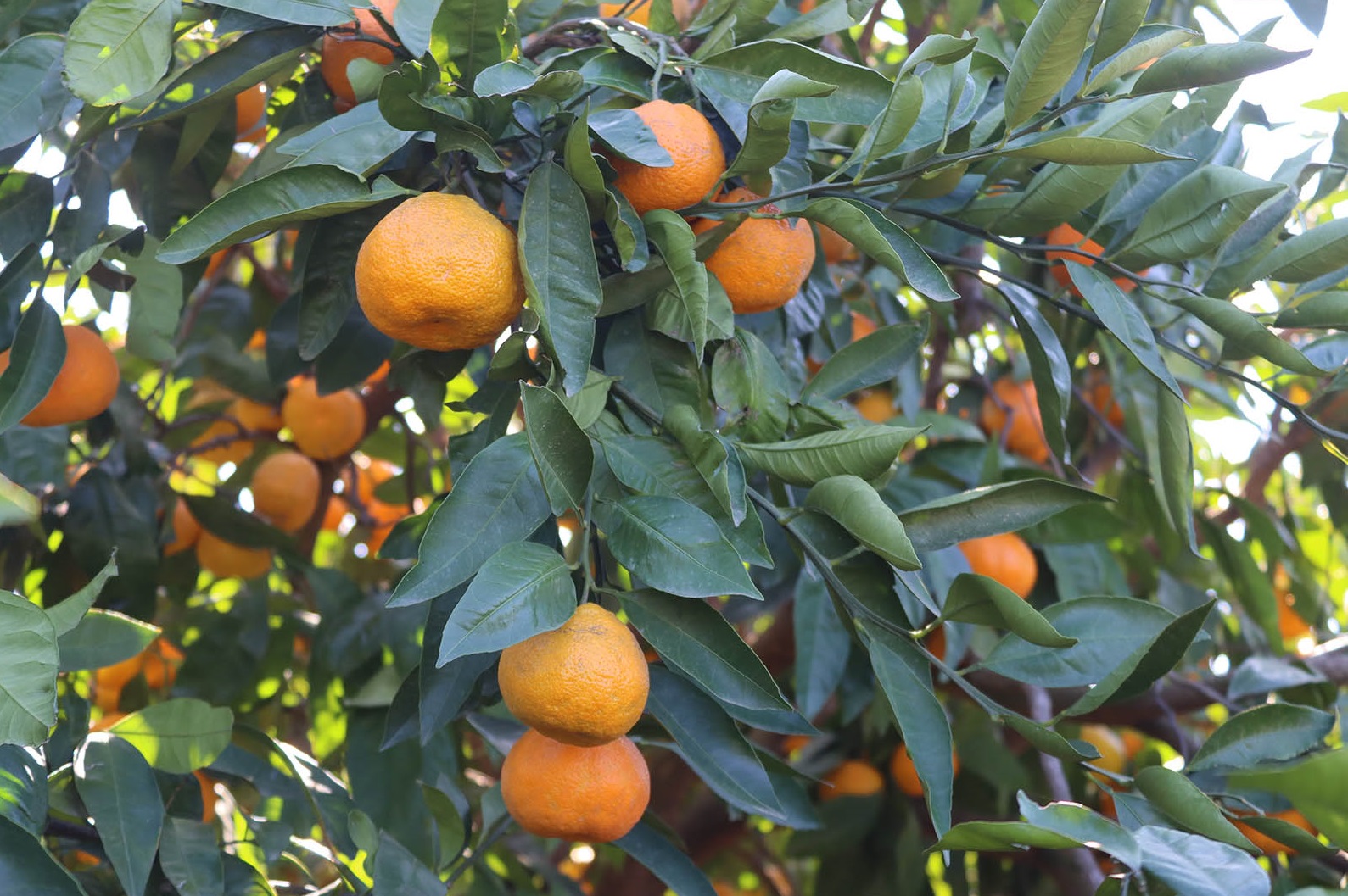 Denizli Haber Mandalinaa