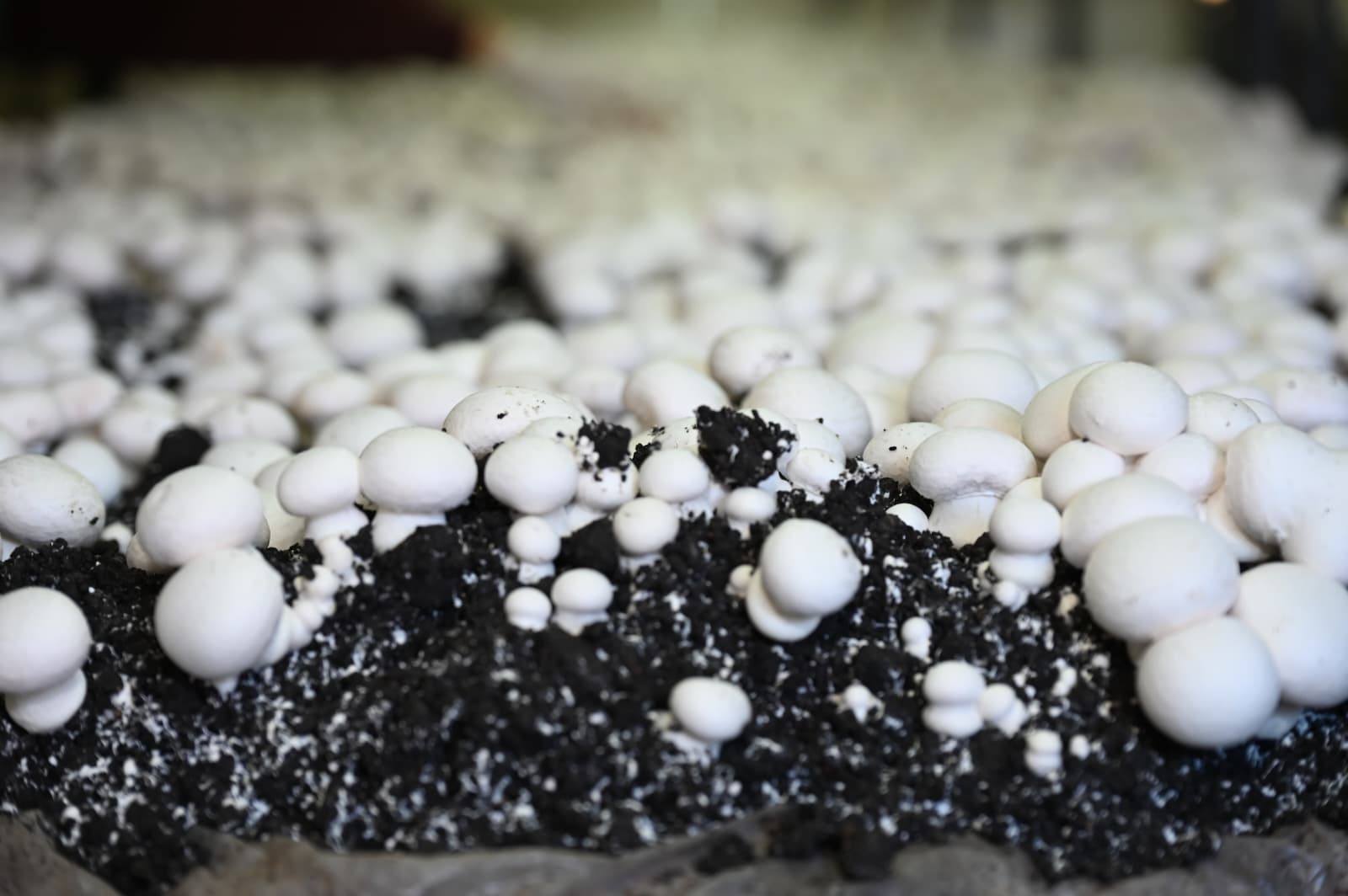 Denizli Haber Mantar-1