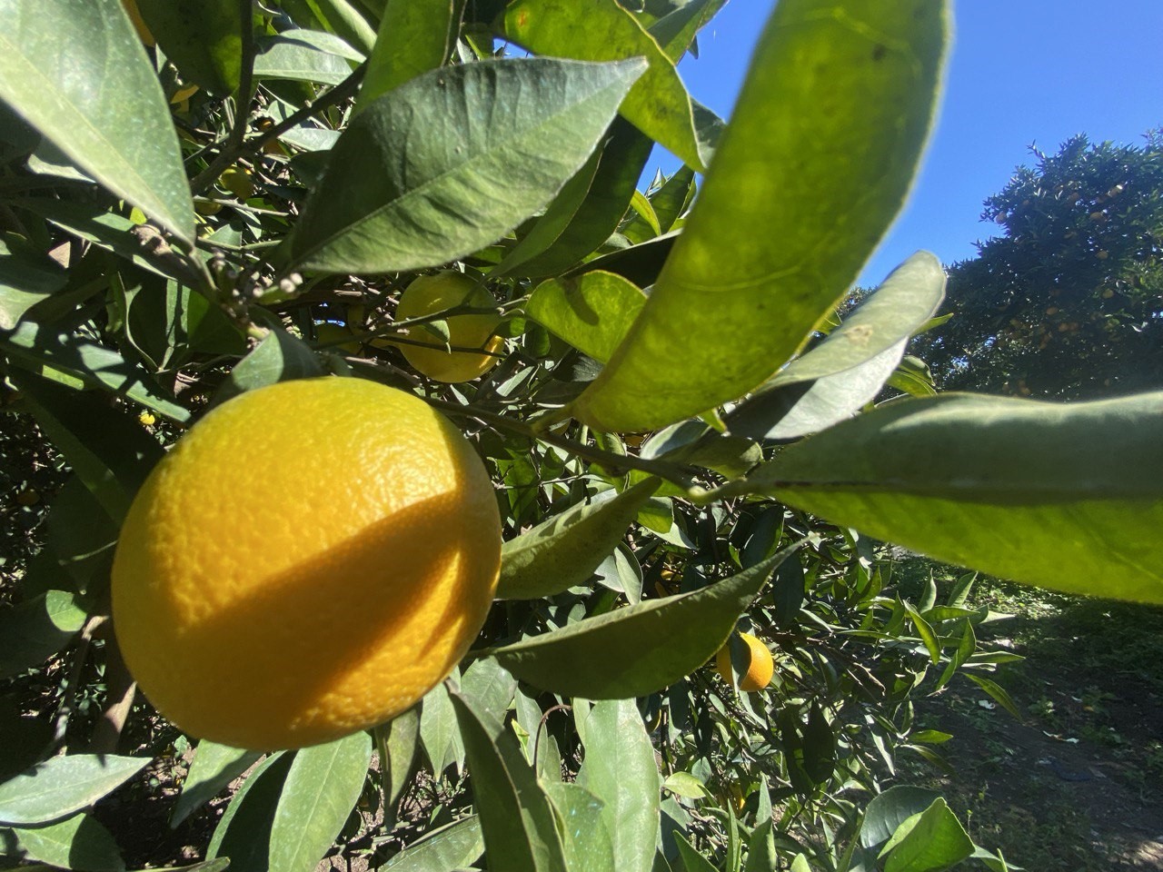 Denizli Haber Narenciye (2)-1