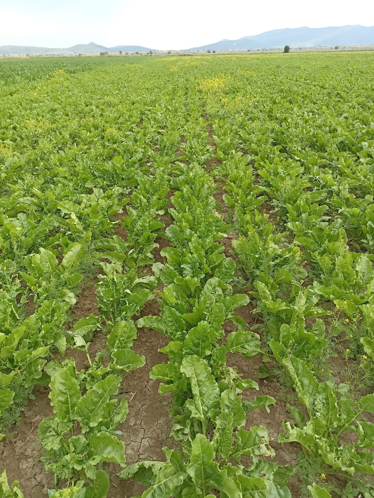 Denizli Haber Pancar-1