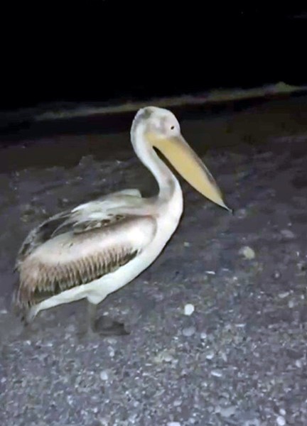 Denizli Haber Pelikan (2)-1