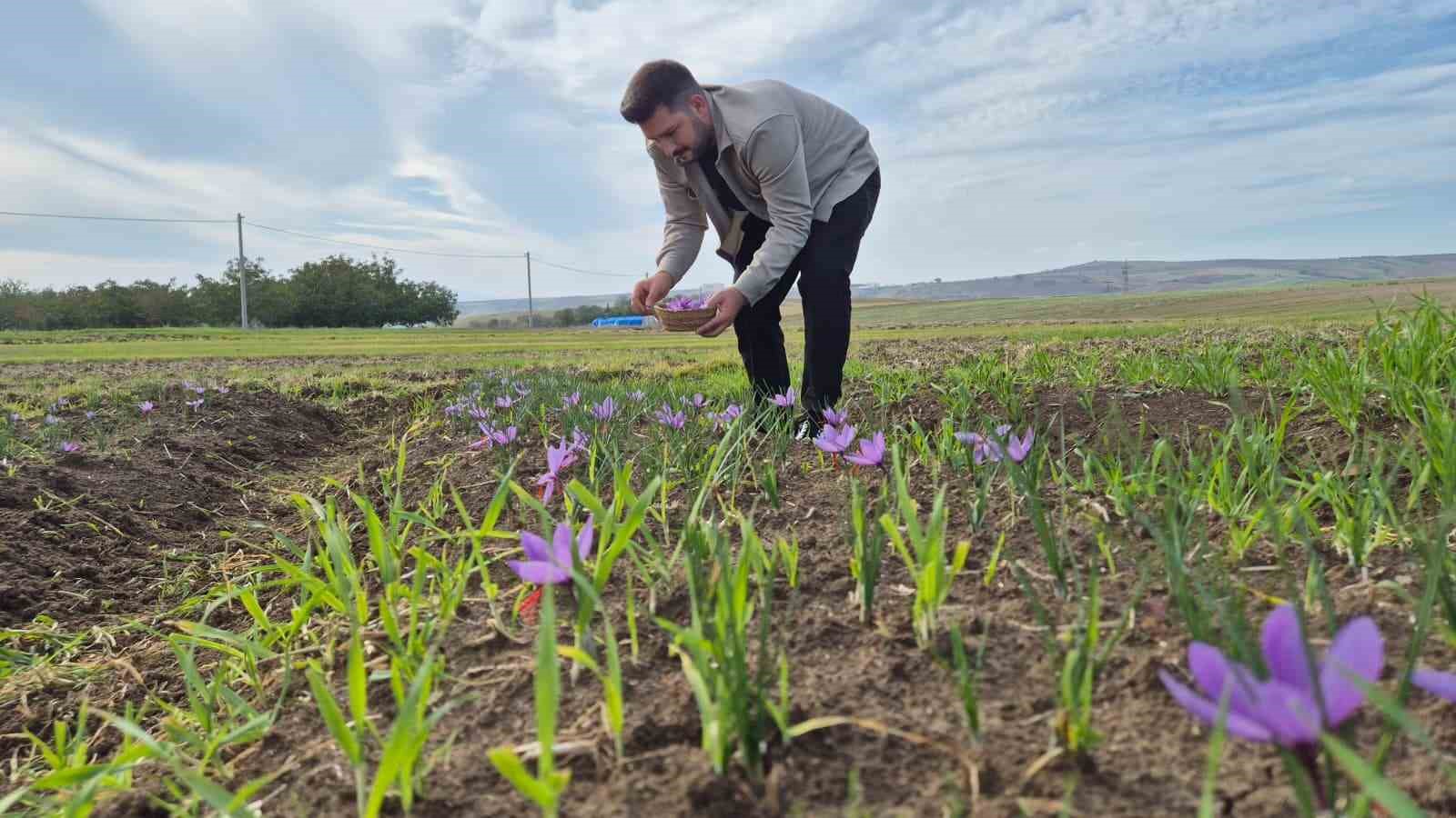 Denizli Haber Safran2-1