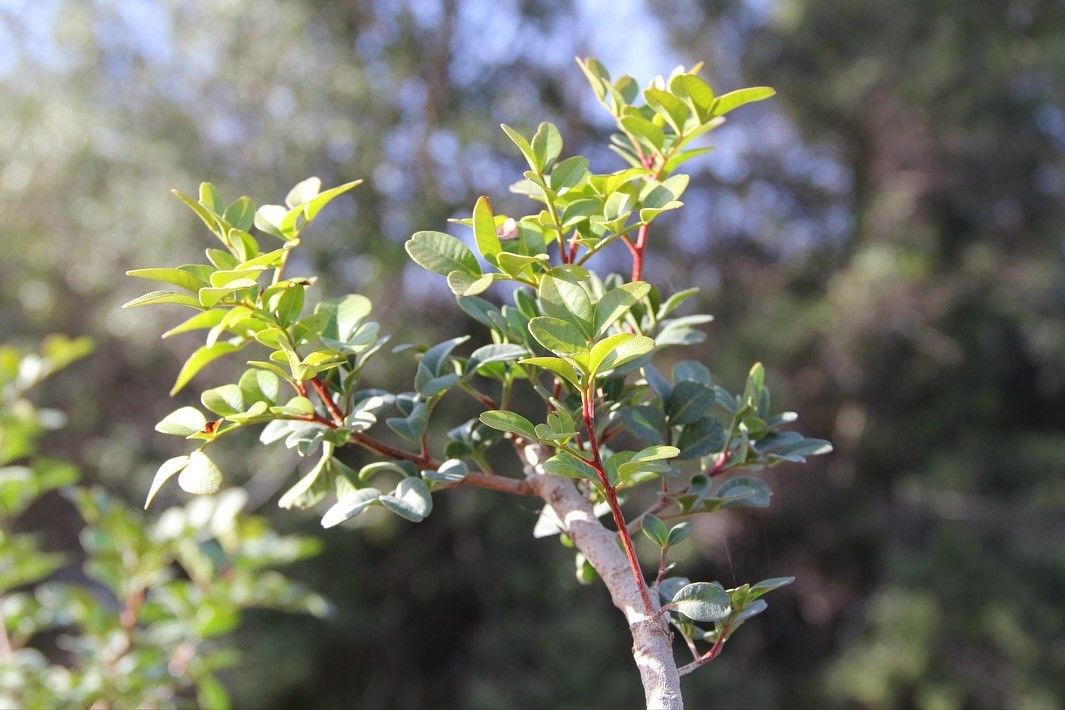 Denizli Haber Sakızfidanı (1)