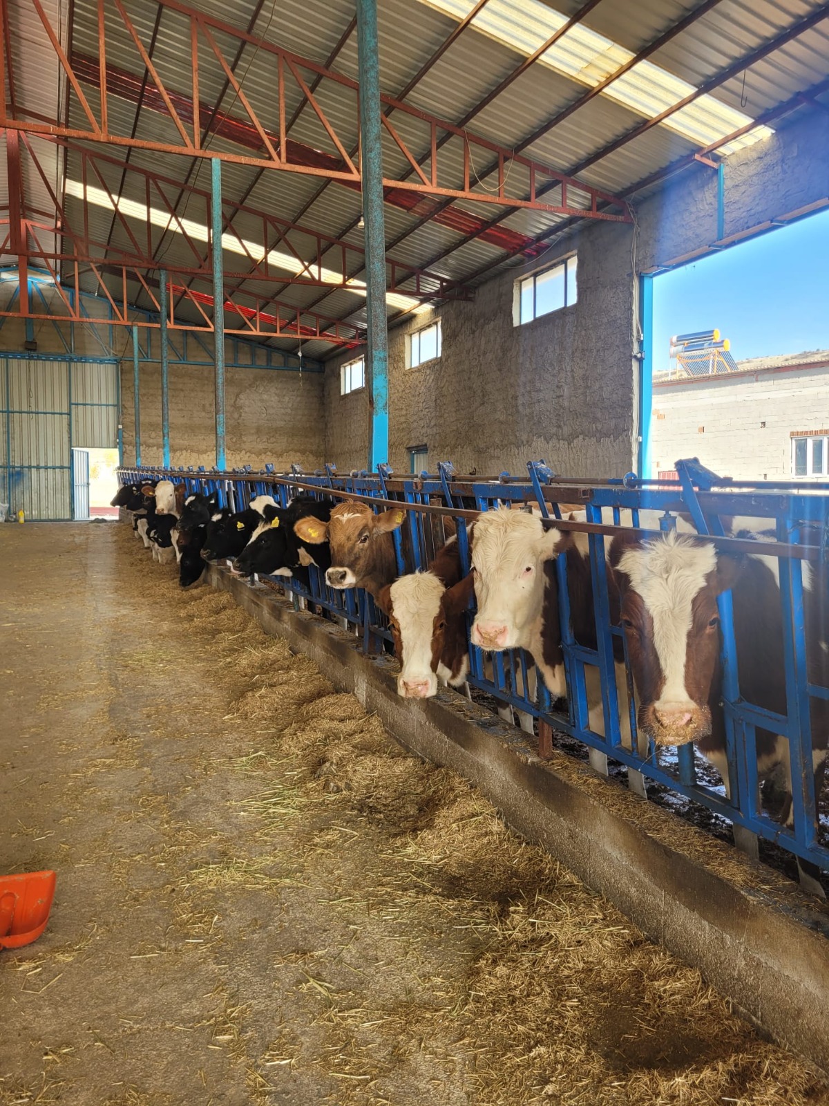 Denizli Haber Şap (2)-1