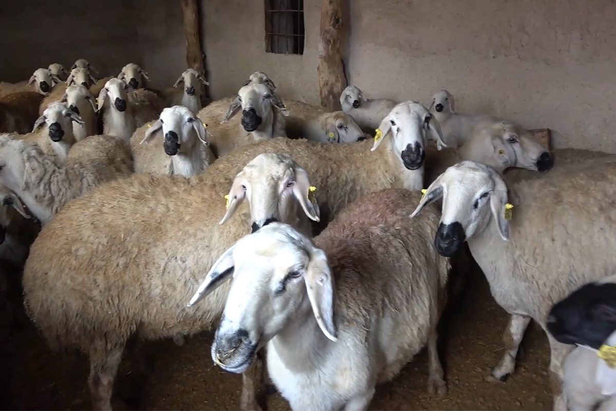 Denizli Haber Şap Hastalığı-1