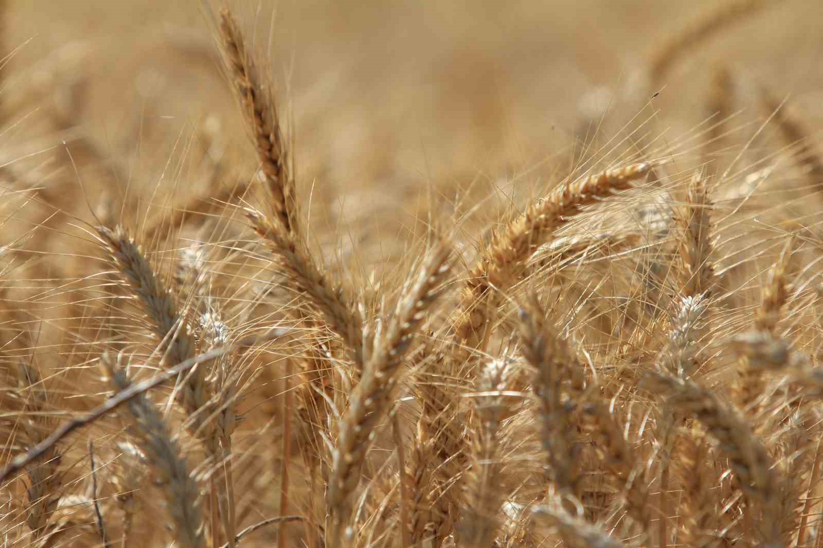 Denizli Haber Tahılüretim