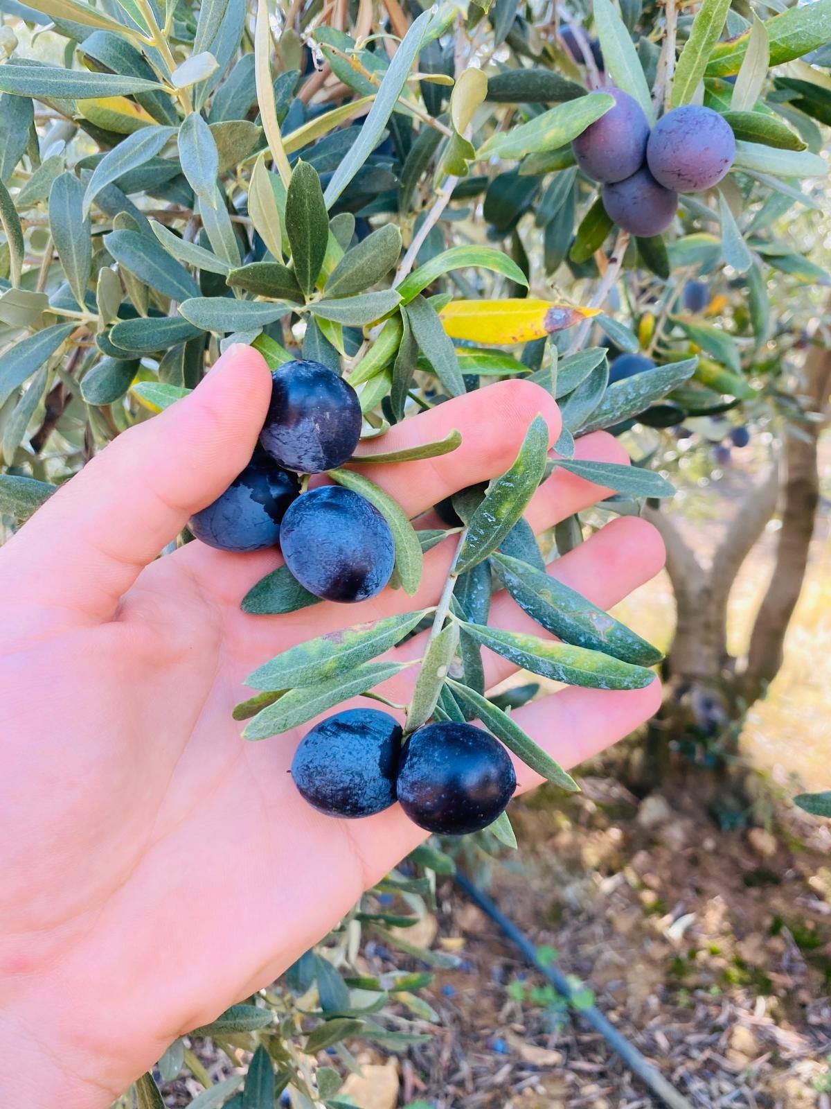 Denizli Haber Üreticilere Zeytin Dal Kanseri Uyarısı2