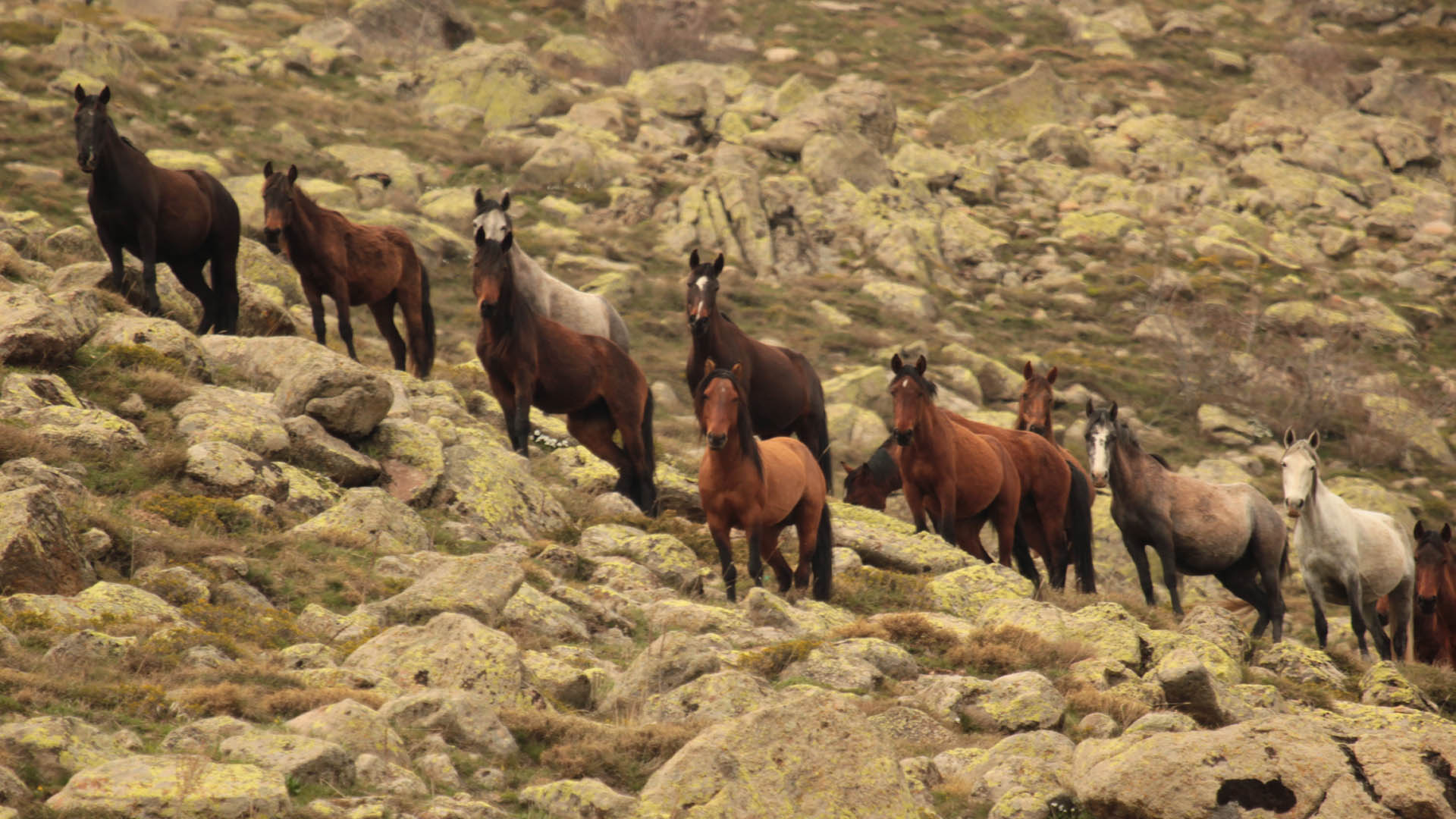 Denizli Haber Yılkıattı