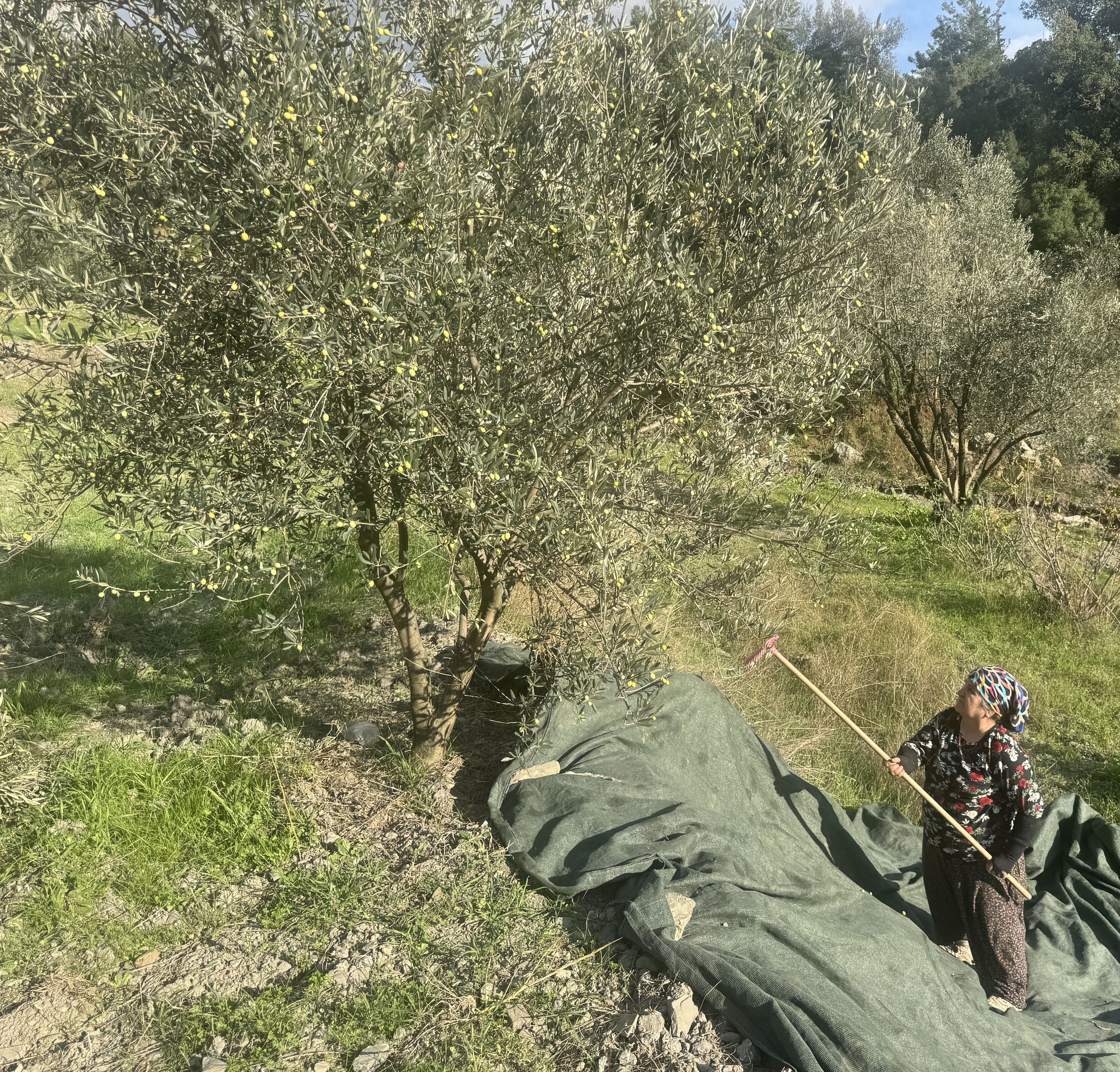 Denizli Haber Zeytın (3)