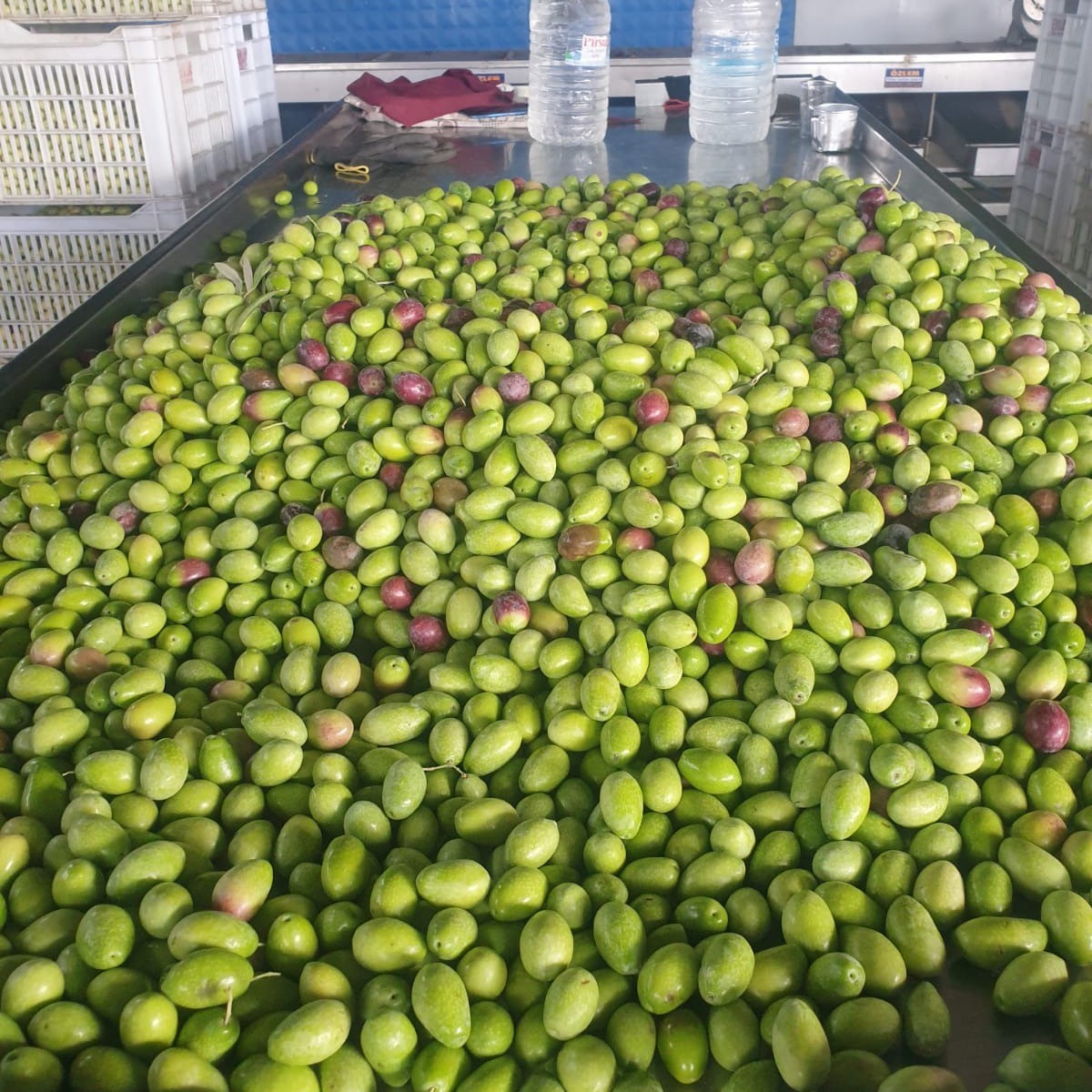 Denizli Haber Zeytin2 (1)-1