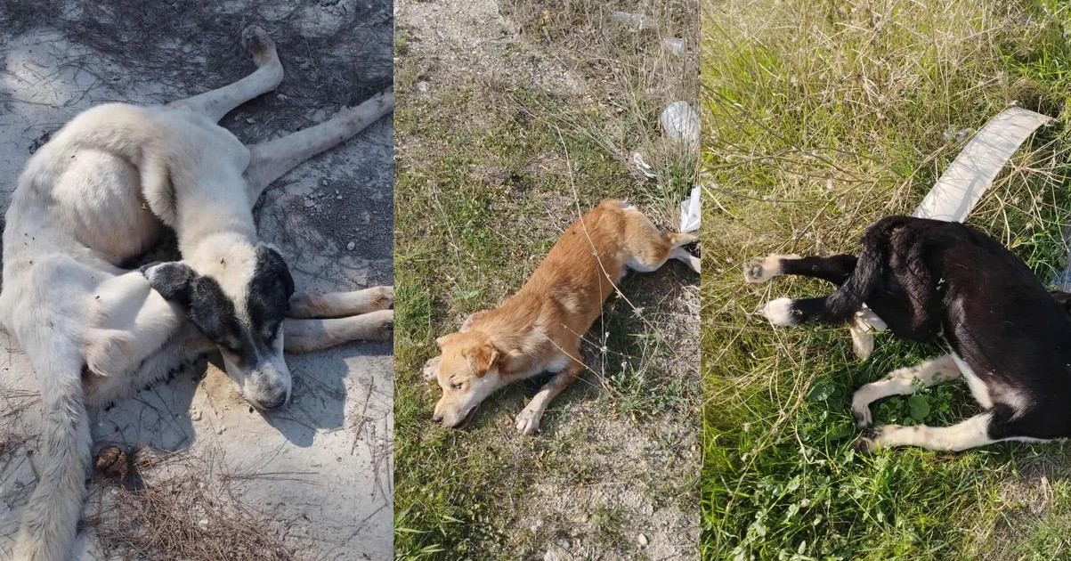 Denizlihaber Kopekolumleri (2)