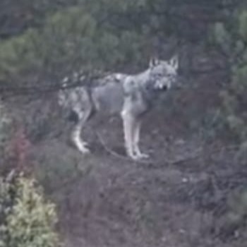 Denizlihaber Kurtbuldan