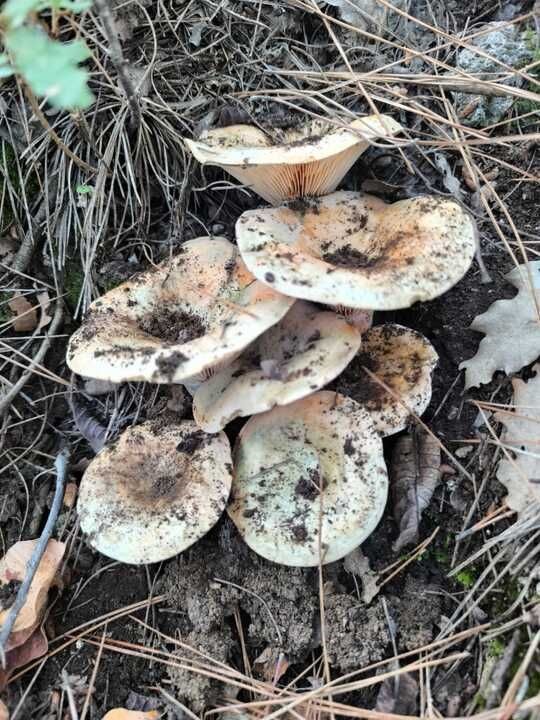 Deni̇zlai̇ Haber Çintar (2)