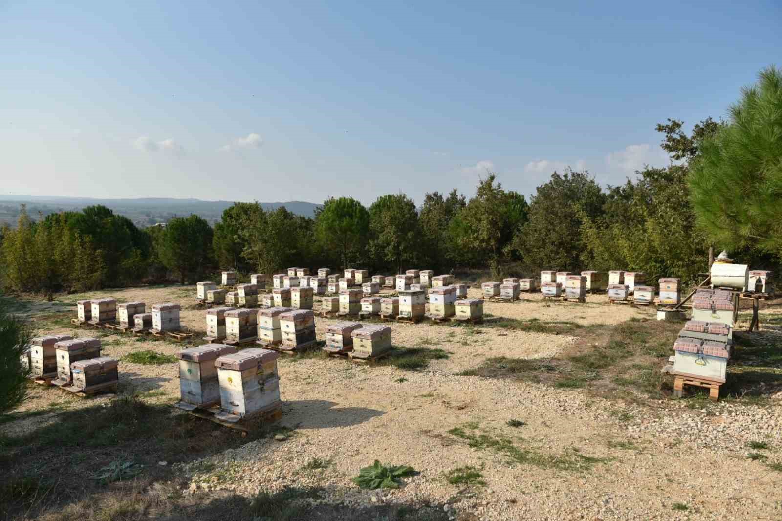 Denizli Ahber Anzerbalı