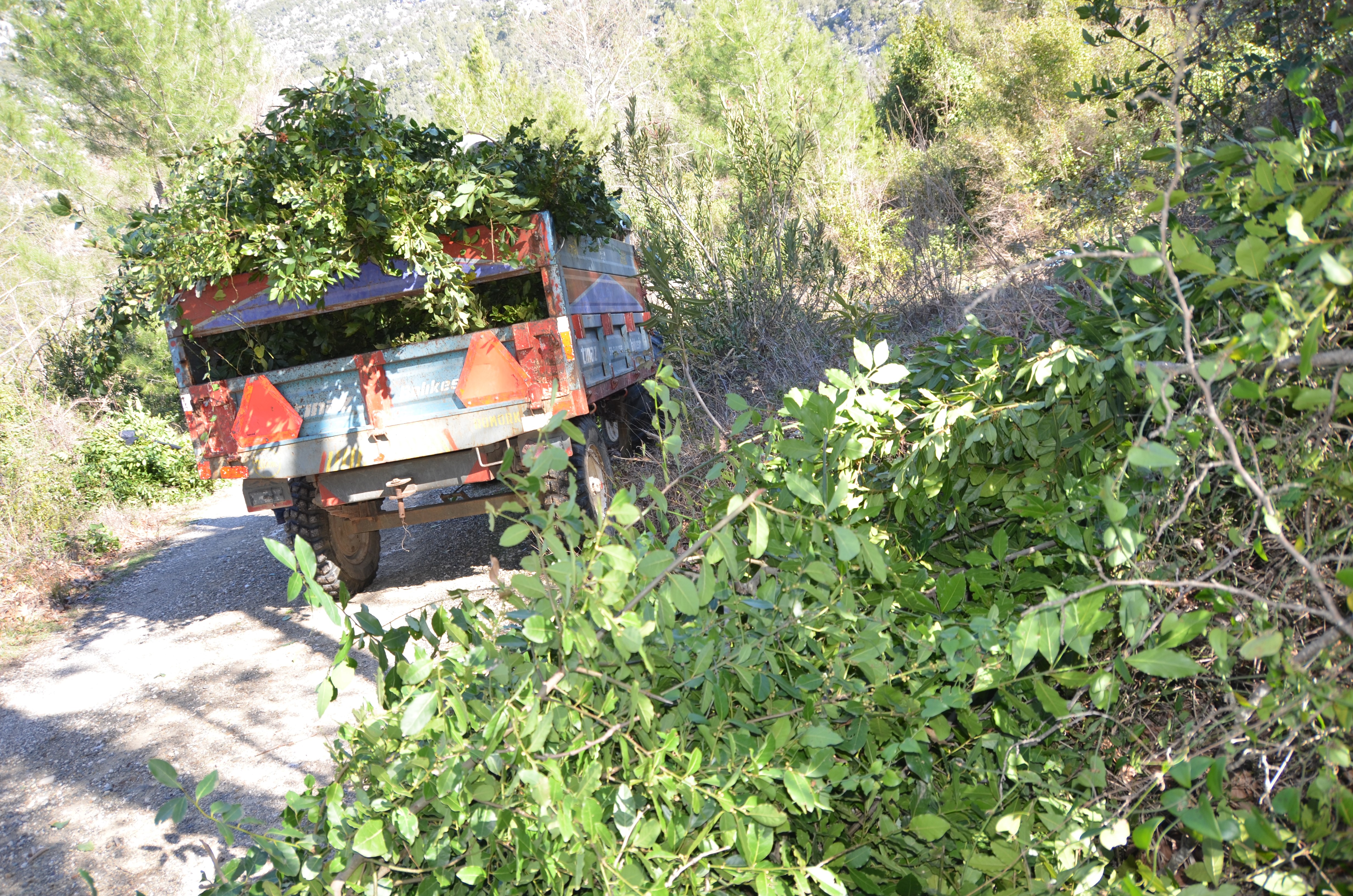 Denizli Ahber Defneyaprağı (1)