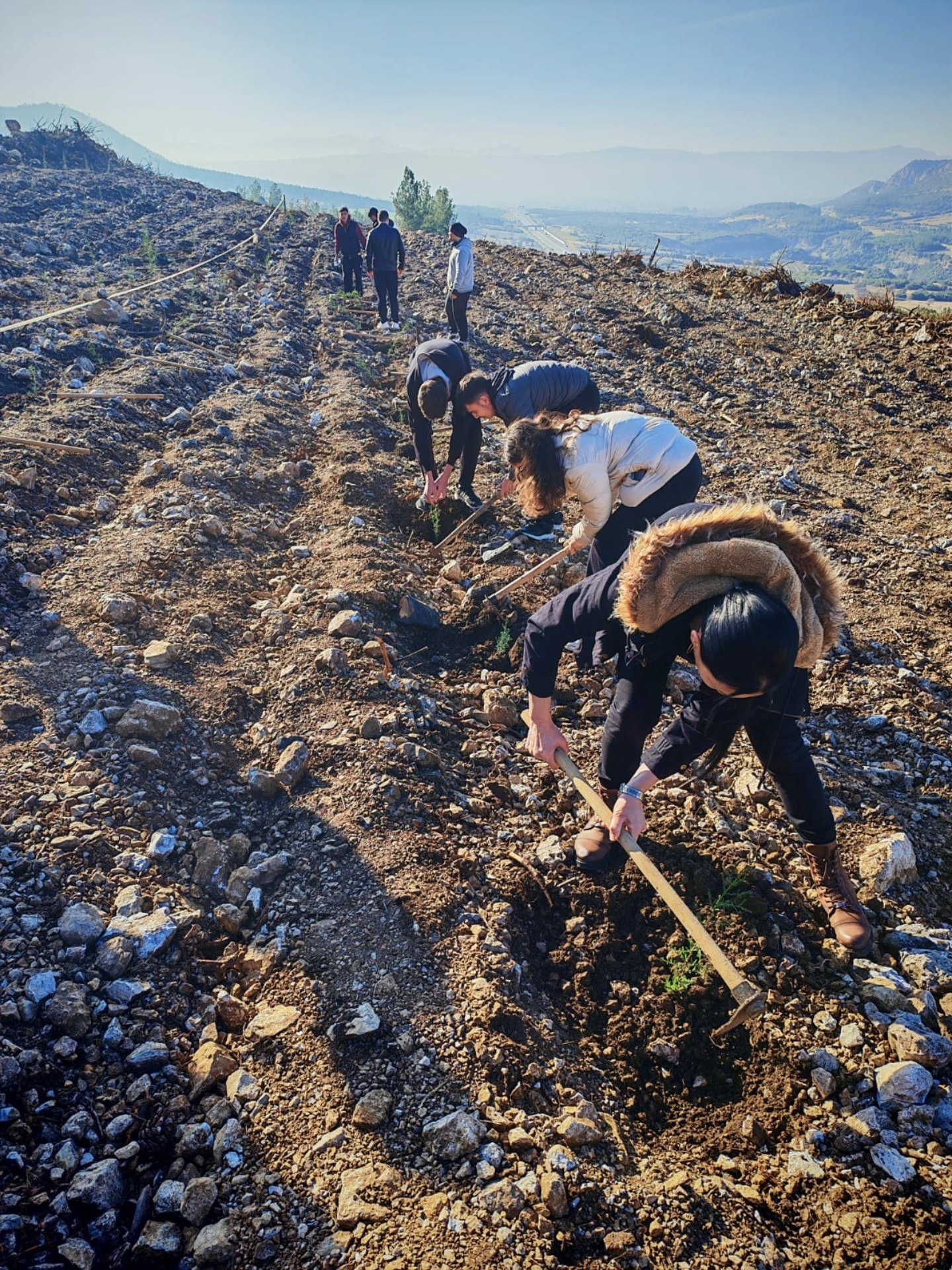 Denizli Haber Ağaçdikimi