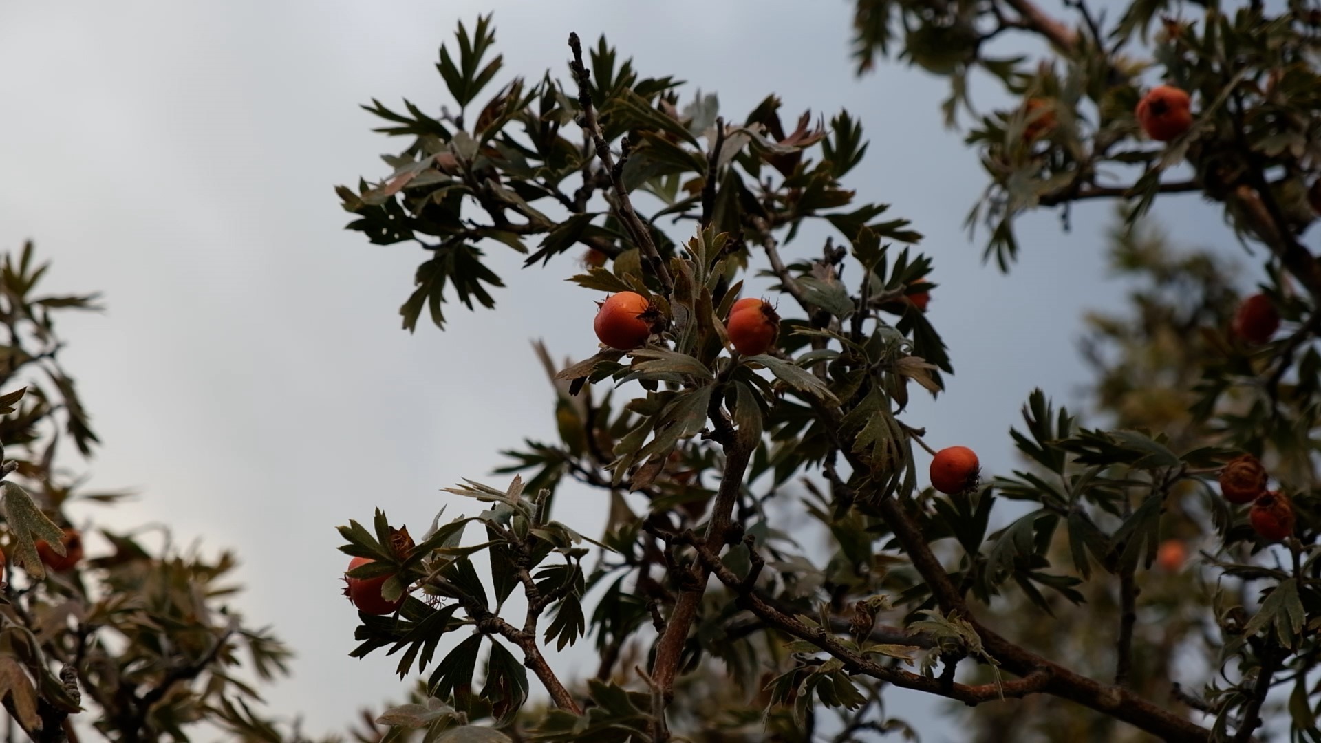 Denizli Haber Alıç3 (1)