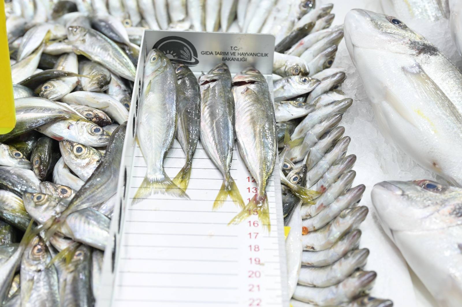 Denizli Haber Balık Denetim (1)