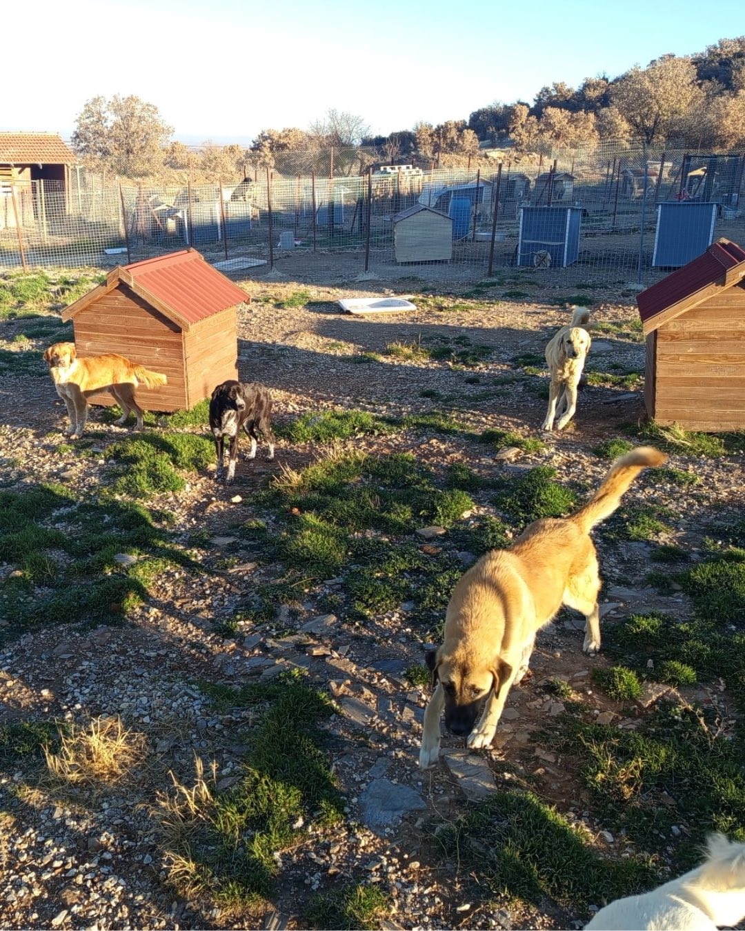 Denizli Haber Bekilli Barınak (2)