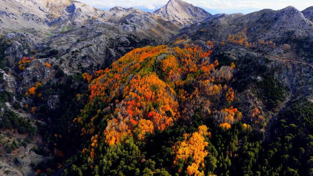 Denizli Haber Çameli Orman (3)