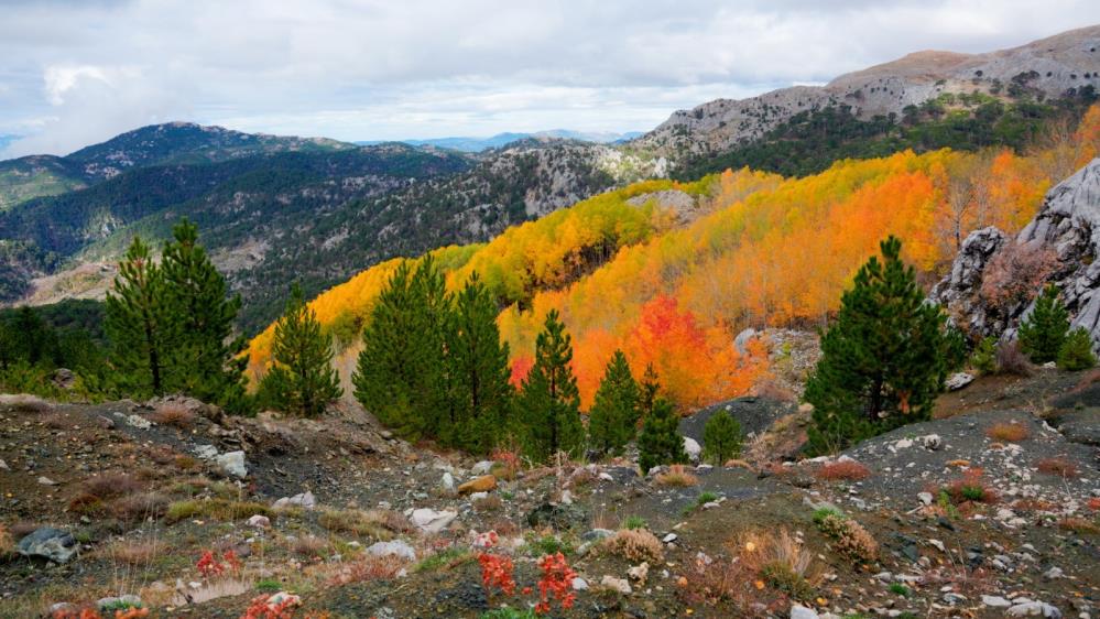 Denizli Haber Çameli Orman (5)