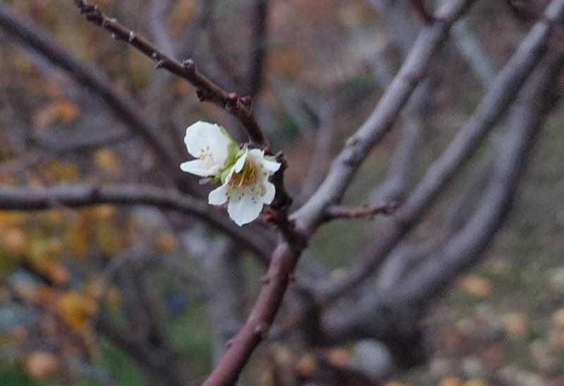 Denizli Haber Erikağacı (1)