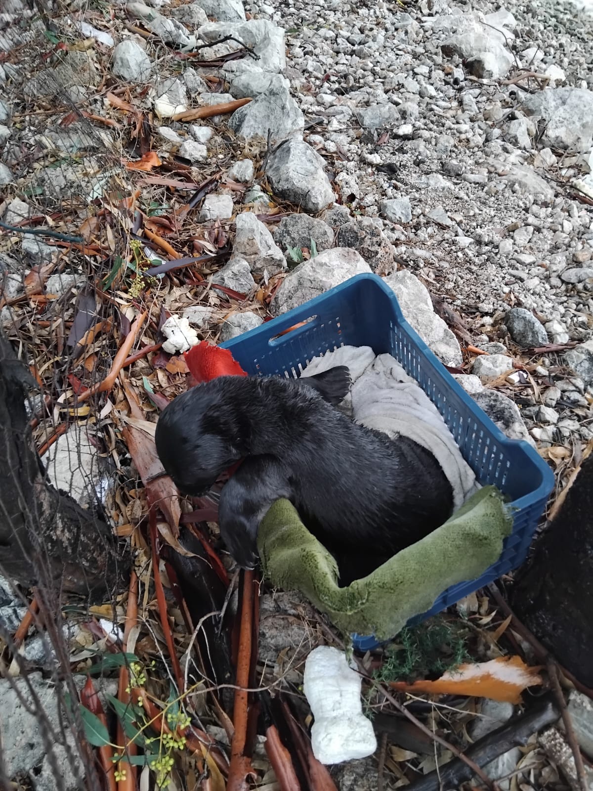 Denizli Haber Fok Balığı (2)