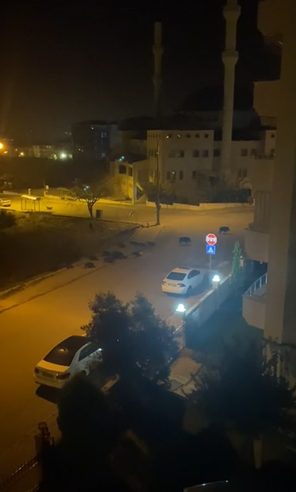 Denizli Haber Gerzele Domuz-1