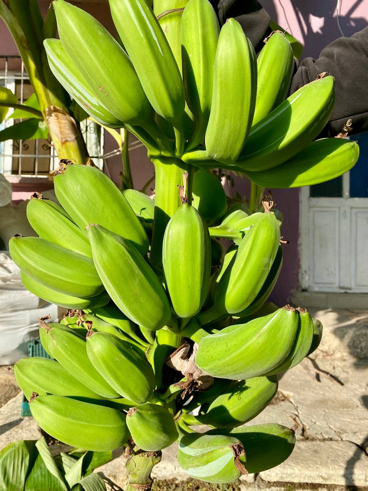 Denizli Haber Hasanesen (1)