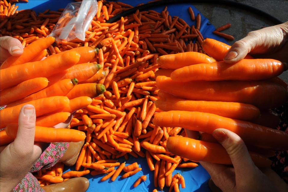 Denizli Haber Havuç2