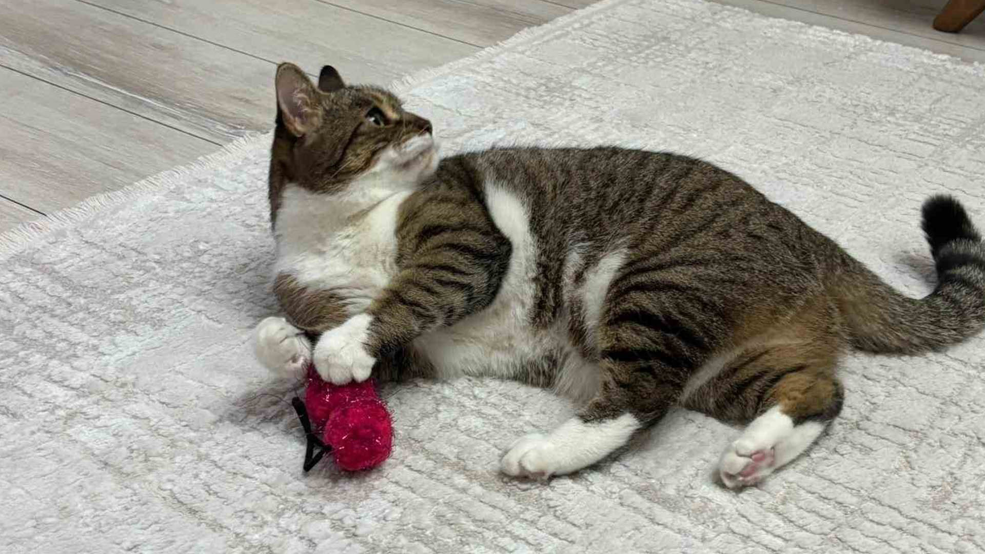 Denizli Haber Kedi2-1