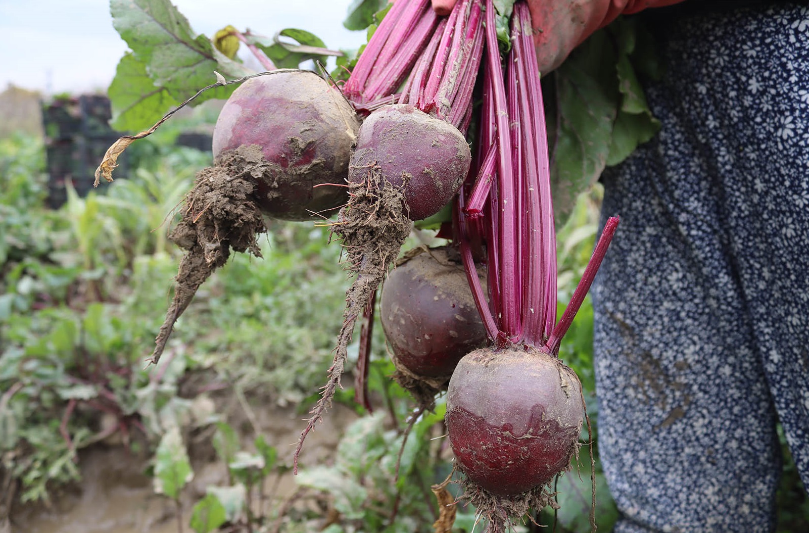 Denizli Haber Kırmızıhasatt